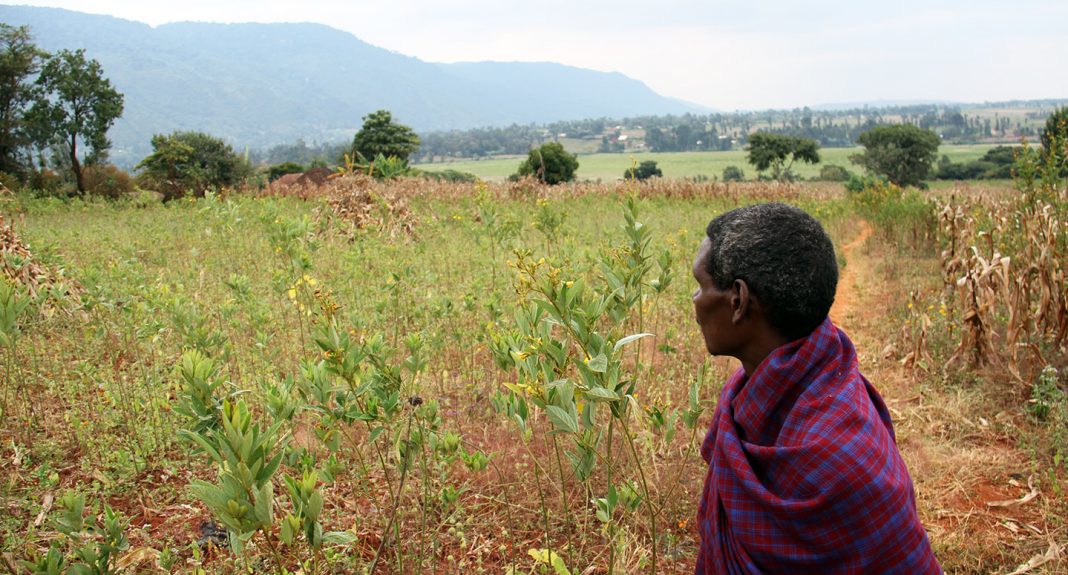 Poor rains to cause food crisis in eastern and northern Uganda